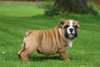 chiot bulldog anglais a donner - photo 1
