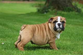 chiot bulldog anglais a donner
