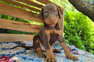 Chiots Doberman Pinscher
