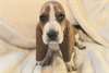 Chiots Basset Hound - photo 1
