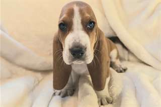 Chiots Basset Hound