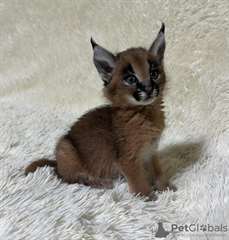 CHATS CARACAL