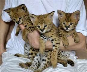 Magnifiques chatons Savannah Ils viennent