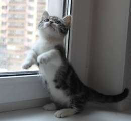 Chatons Munchkin pour une nouvelle maison.