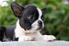 Chiots Boston Terrier - photo 1