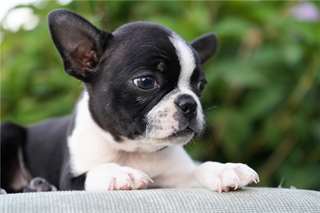 Chiots Boston Terrier