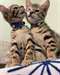 Cheery Bengal Kittens - photo 1