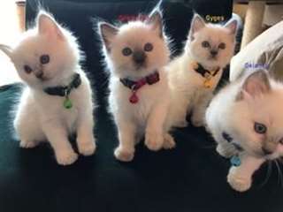 Chatons Ragdoll