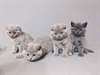 Chatons Scottish Fold - photo 1