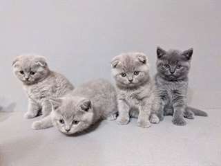 Chatons Scottish Fold
