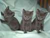 Les chatons bleus russes sont maintenant prêts - photo 1