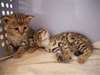 Chatons Savannah sains - Annonce classée # 537890