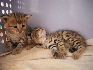 Chatons Savannah sains