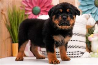 Chiots Rottweiler