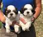 Chiots Shih Tzu - Annonce classée # 537902