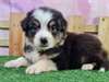 Chiot Berger Australien - Annonce classée # 537904