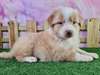Chiot Berger Australien - photo 2