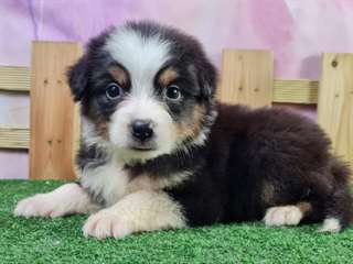 Chiot Berger Australien
