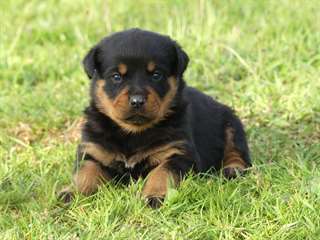 Chiot Rottweiler