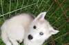 Chiot Husky Sibérien - Annonce classée # 537909