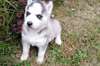 Chiot Husky Sib&#233;rien - photo 2
