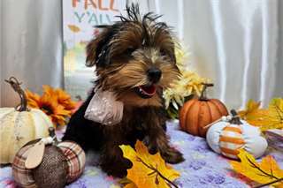 Chiots Yorkshire Terrier