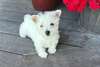 Chiots West Higland White Terrier - Annonce classée # 538931