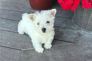 Chiots West Higland White Terrier