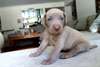 Chiots Weimarane - photo 1