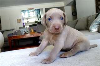 Chiots Weimarane