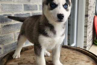 Chiots Husky Siberien