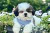 Chiots Shih Tzu - Annonce classée # 538935