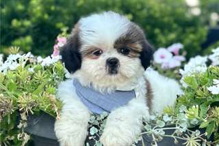 Chiots Shih Tzu