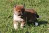 Chiots Shiba Inu - Annonce classée # 538936