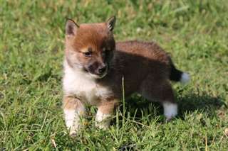 Chiots Shiba Inu