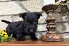 Chiots Scottish Terrier - photo 1