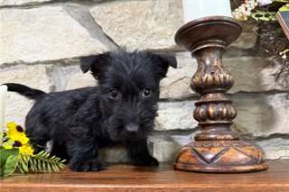 Chiots Scottish Terrier