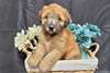 Chiots Soft-Coated-Wheaten-Terrier - Annonce classée # 538939