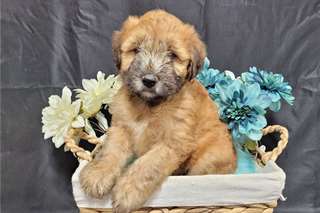 Chiots Soft-Coated-Wheaten-Terrier