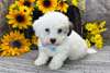 Chiots Coton De Tuelar - Annonce classée # 538955
