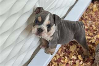 Chiots Boulledogue Anglais