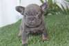 Chiots Boulledogue Francais - Annonce classée # 538959