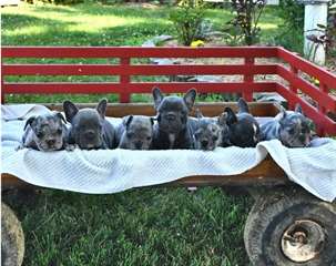 Adorables chiots Bouledogue francais a vendre