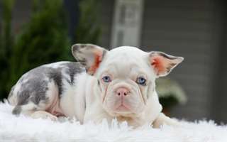 Bulldog Francais a vendre