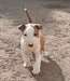 Chiot Bull Terrier - photo 1