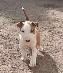 Chiot Bull Terrier