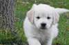 Chiot Golden Retriever - photo 1