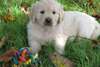 Chiot Golden Retriever - photo 2