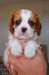 Chiots Cavaliers King Charles - photo 2