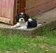 Chiots Cavaliers King Charles - photo 3